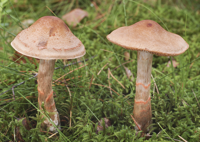 Cortinarius armillatus